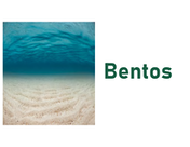 Bentos (dragged)