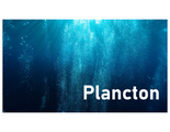 Plancton (dragged)